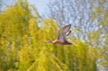 red-crested pochard, pochards-03